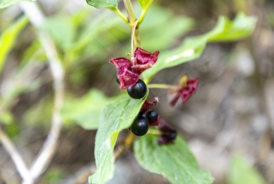 Pokeweed Berries August 2023